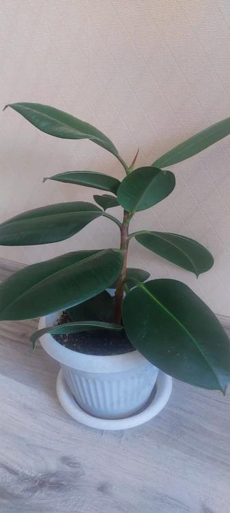 Продам фикус