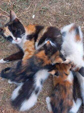 кошка и его котята. бесплатно
