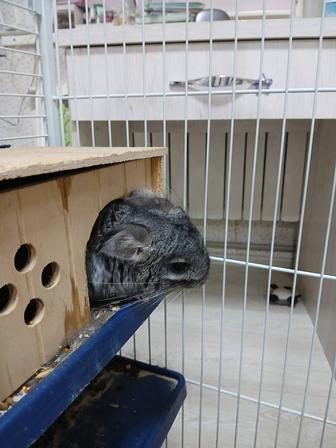 Шиншилла девочка с клеткой