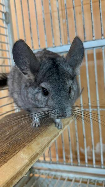 Шиншилла девочка с клеткой