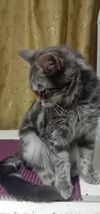 Кошечка