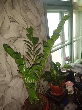 Продажа замиокулькаса