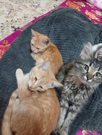 Кошки