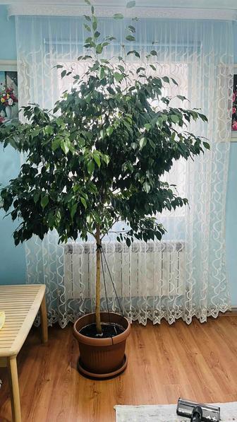 Цветы фикус 3метра