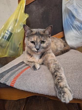 Отдадим кошку в добрые руки