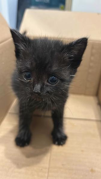 Котенок