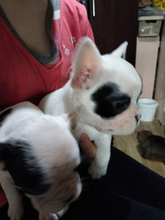 Французские бульдожки