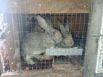 Продам кроликов