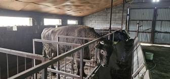 Продам Быка Порода Алатау