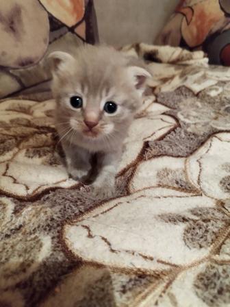 Отдам котенка в добрые руки