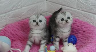 Вислоухие котята