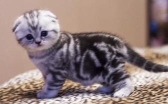 Вислоухие котята