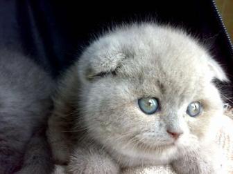 Вислоухие котята