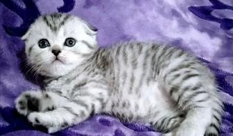 Вислоухие котята