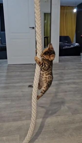 Чистокровные бенгальские котята