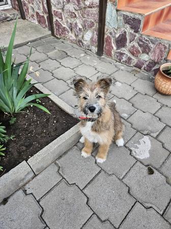 Пропала собака