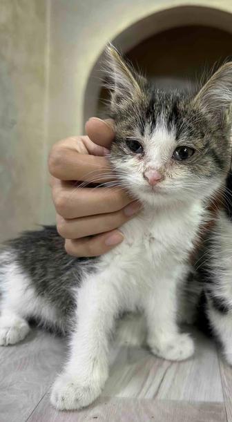Котенок (2-3 мес) ищет дом