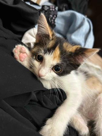 Котенок в добрые руки