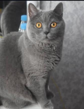 Чистокровные котята