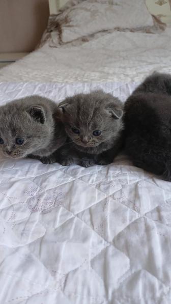 Чистокровные котята