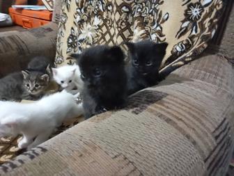 Отдам в добрые руки котят