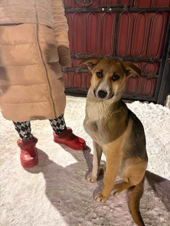 Срочно ищем дом для молодой собаки