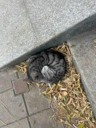 Отдам кота
