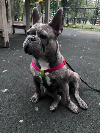 Продам французского бульдога