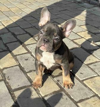Продам щенка французского бульдога