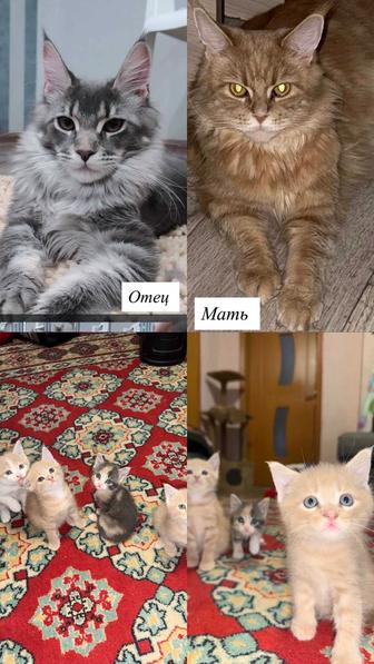 Продам котят