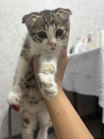 Котенок девочка , на половину вислоухая