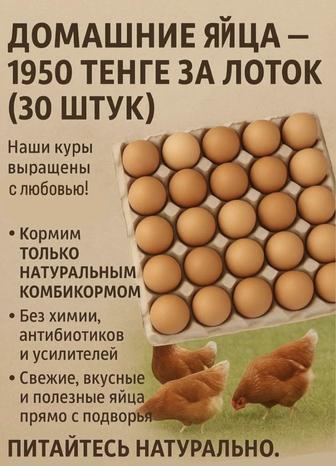 Свежие домашние яйца