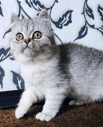 Шотландские и Британские котята из Проф.Питомника