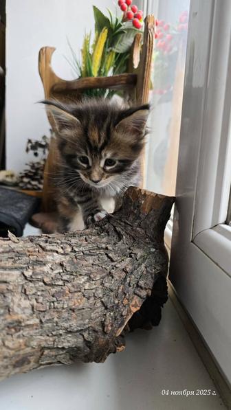 Котята породы Мейн-кун