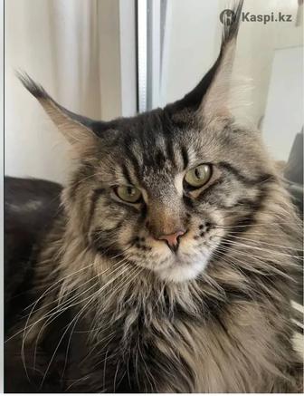 Котята породы Мейн-кун