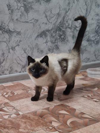 Отдам кошечку