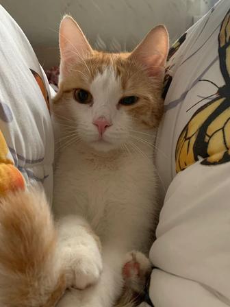 Отдадим кота в хорошие руки