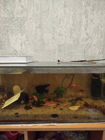 Продам аквариум с рыбками