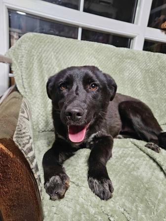 Прекрасная собака