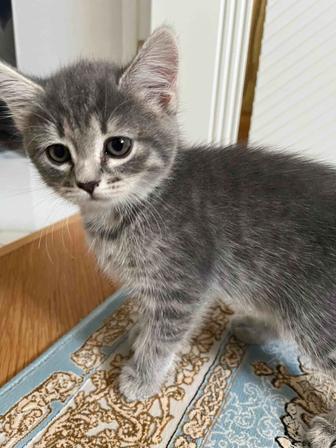 Отдам котят бесплатно в хорошие руки