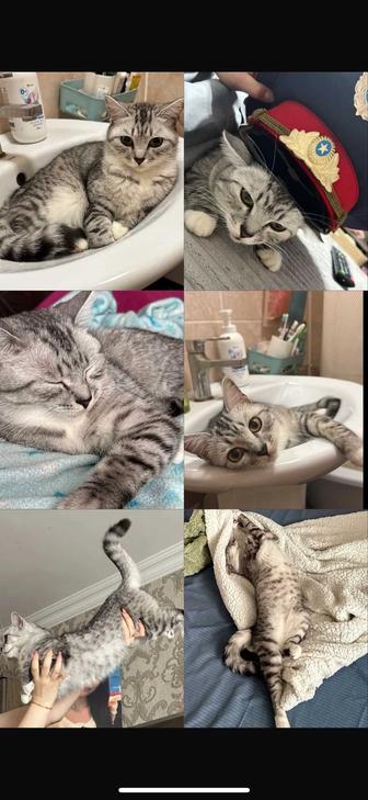 Отдам кошечку