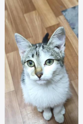 Кошка стерилизованная