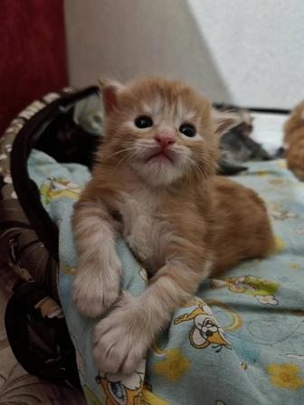 Котята мейнкун