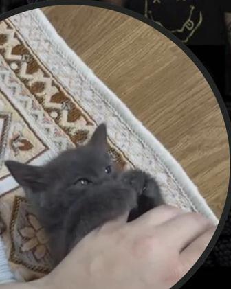 Отдаем котенка в хорошие руки