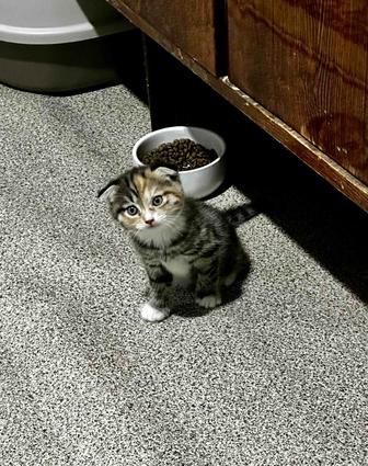 Продам котят