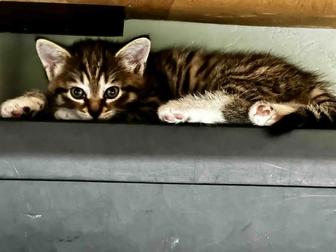 Продам котят