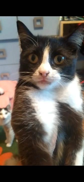 Отдам котика бесплатно