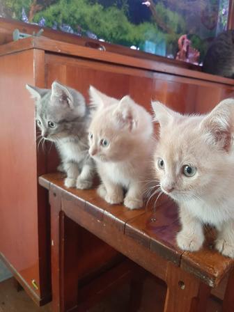Котята