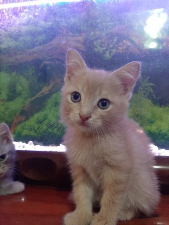 Котята