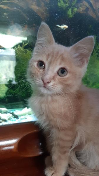 Котята
